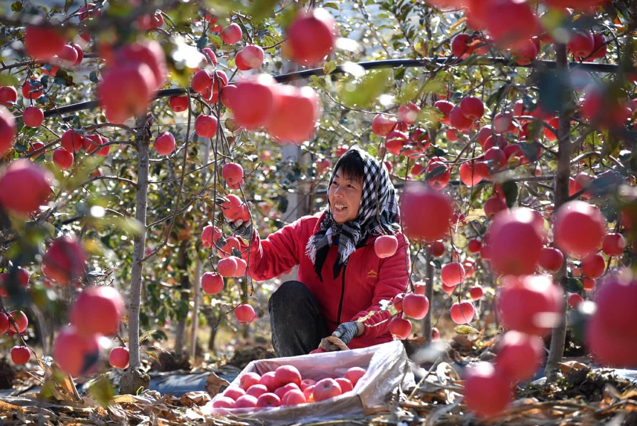 中国稳居全球最大苹果生产国与消费国